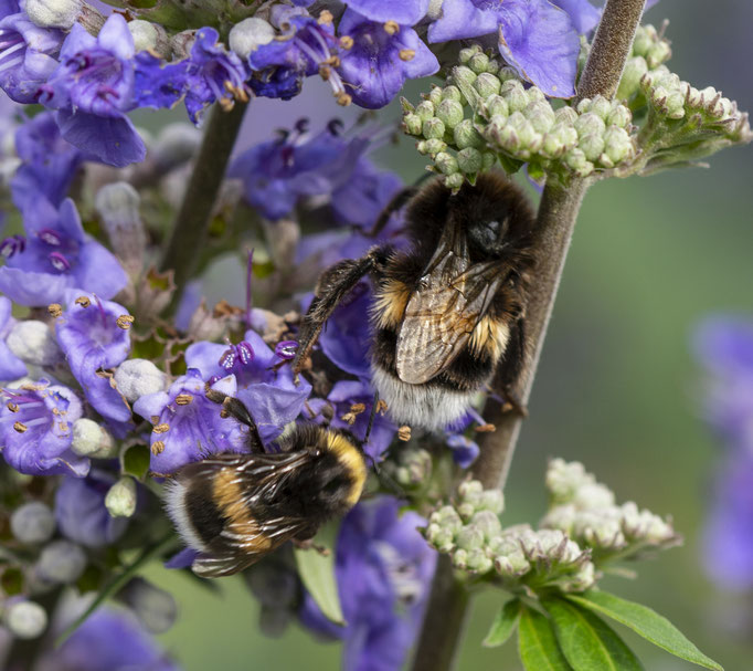 Hummel