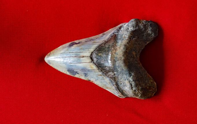 Megalodon Fossilien Zahn