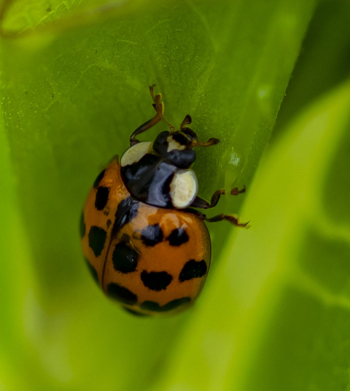 Asiatischer Harlekin-Marienkäfer