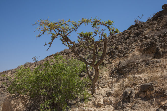 Oman - Weihrauchbaum