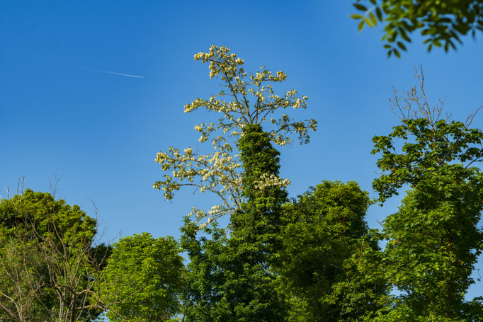 Gesehen im Gartenschaugelände