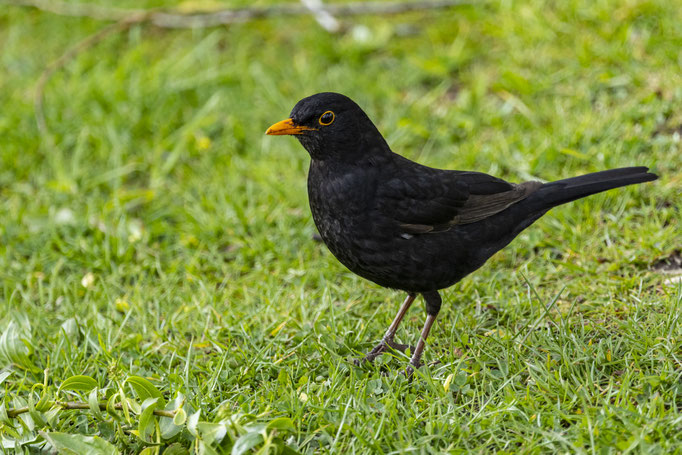 Amsel