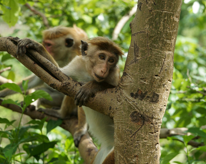 Sri Lanka