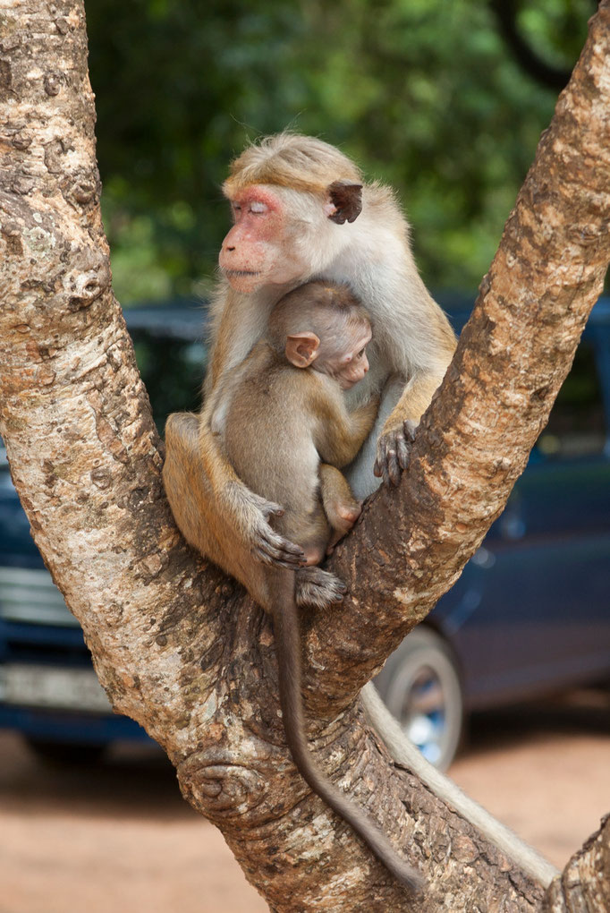 Sri Lanka