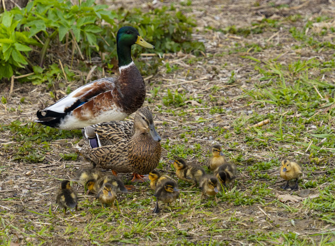 Familie Stockente