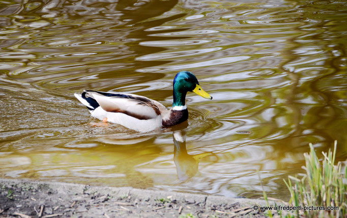 WIFI Fotowalk im Wiener Stadtpark