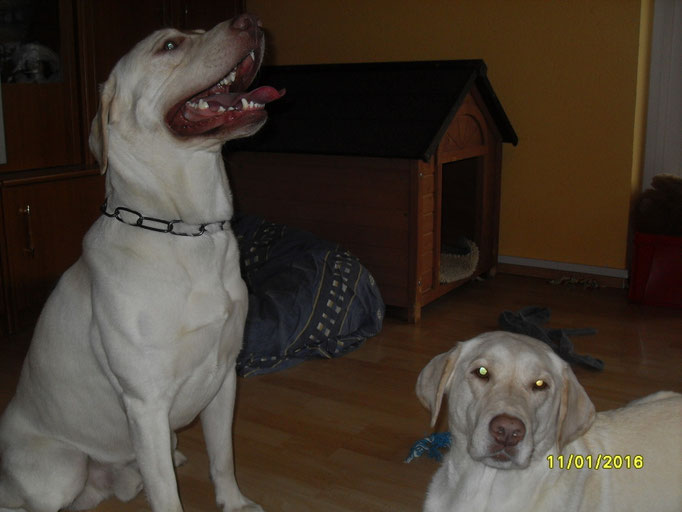 Bailey war zu Besuch bei uns.