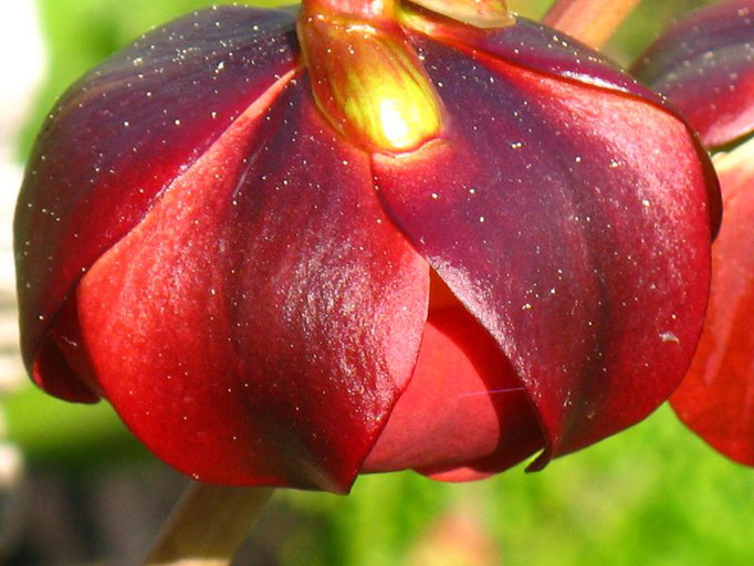 Sarracenia purpurea  Schlauchpflanze