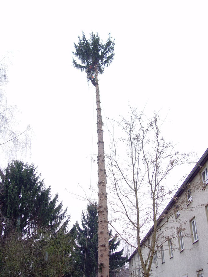 Fällung der Baumkrone