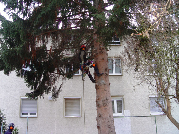 Baum fällen mit Seilklettertechnik