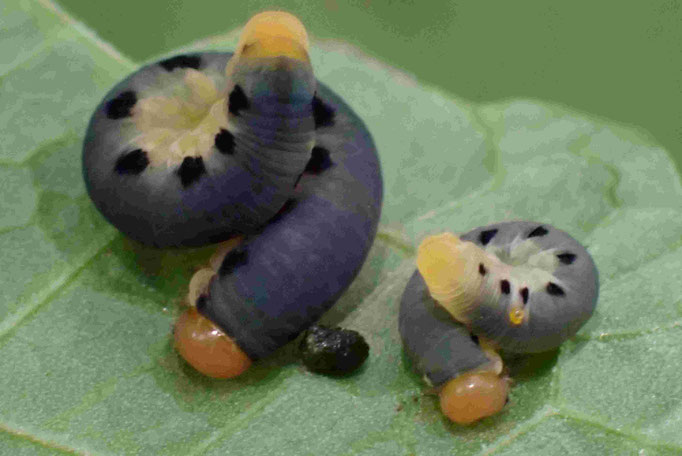 ハグロハバチ幼虫