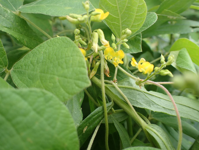 トキリマメ