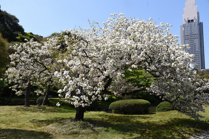 琴平：日本庭園