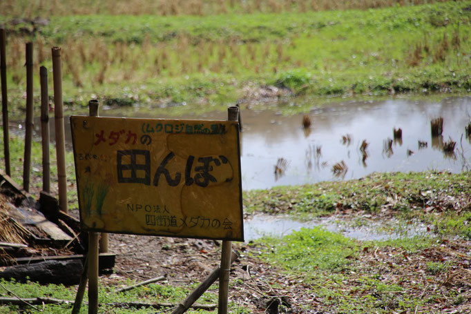 田んぼ