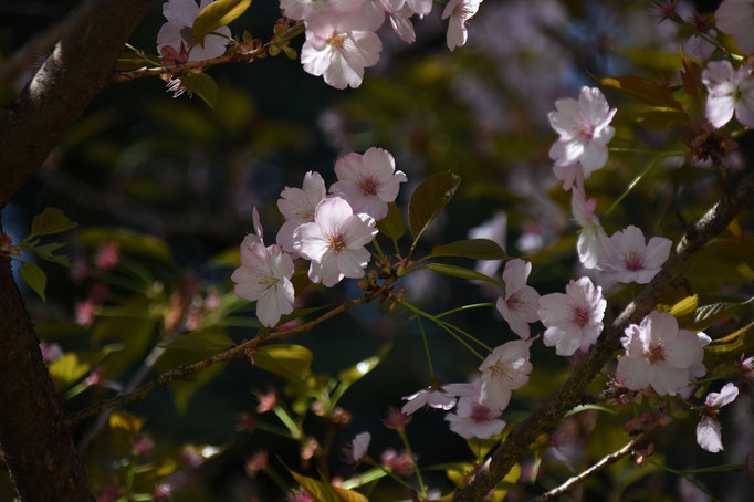 紫桜