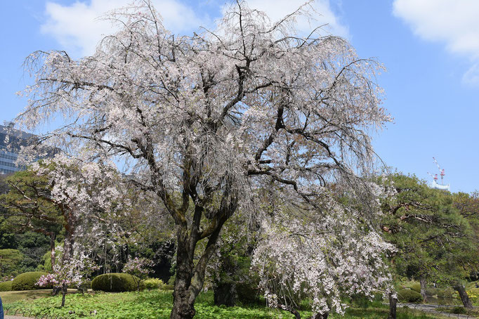 八重紅枝垂れ：日本庭園