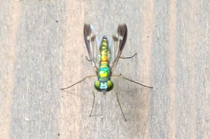 マダラホソアシナガバエ