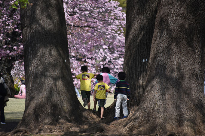 長州緋桜