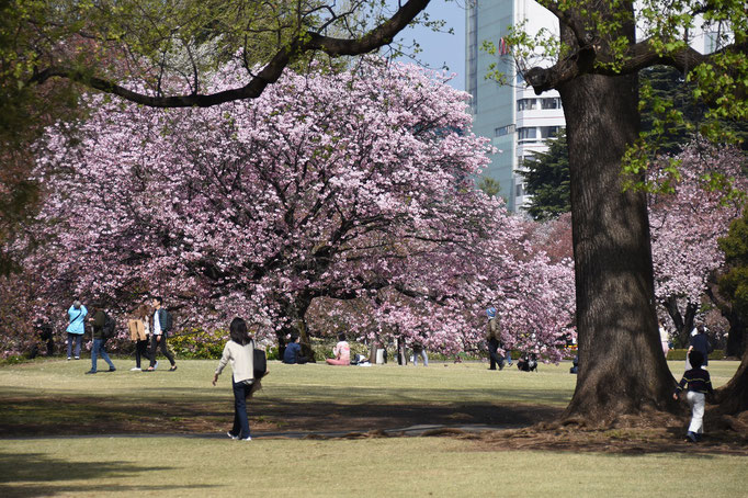 長州緋桜