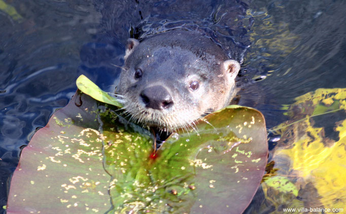 Unser süßer Haus-Otter !