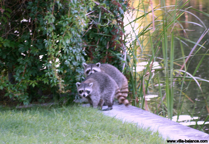 Waschbären zu Besuch