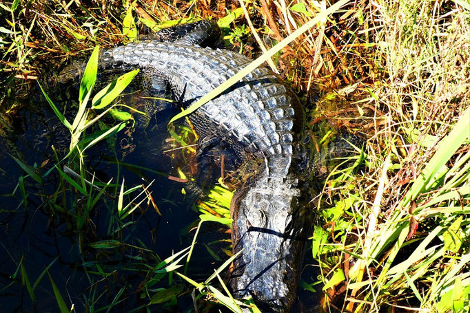 Everglades Airboat Expeditions
