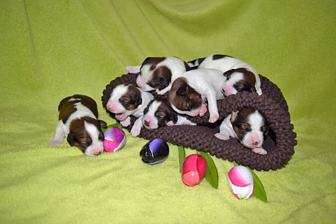 Die Puppys sind eine Woche alt