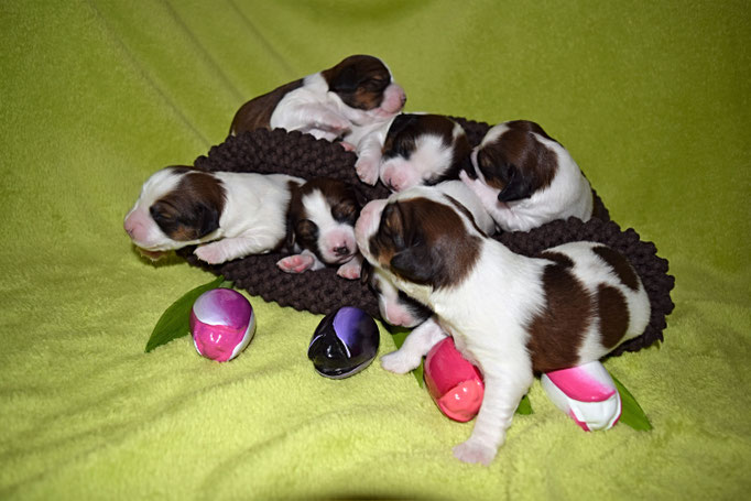 Die Puppys sind eine Woche alt