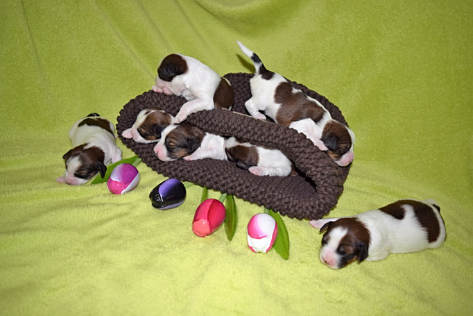 Die Puppys sind eine Woche alt