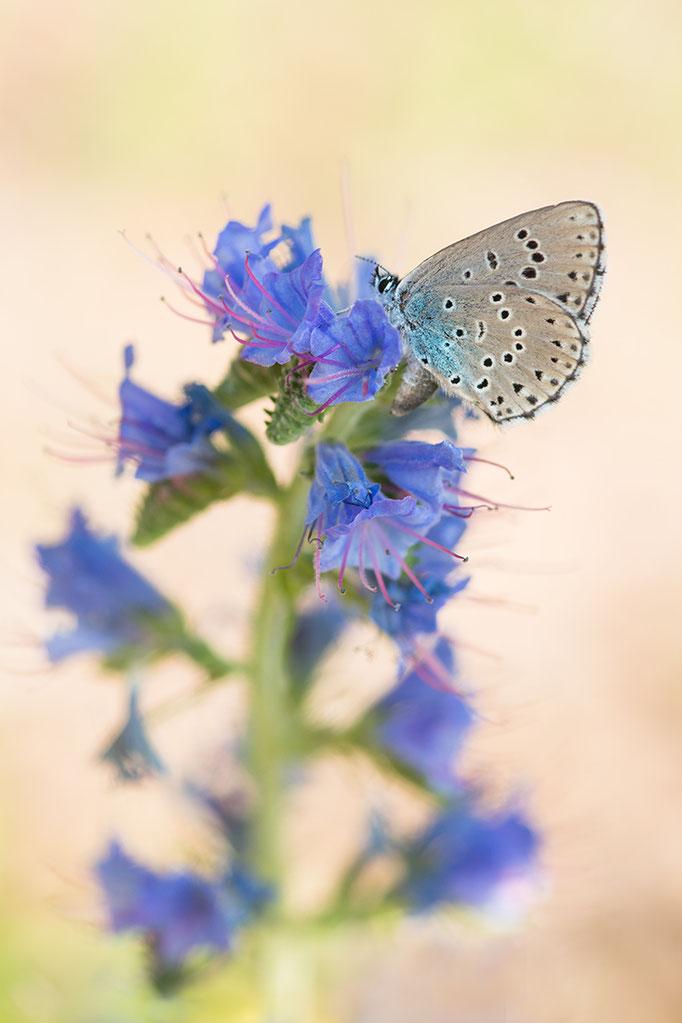 Thymian-Ameisenbläuling Maculinea arion   Tobilafotografie  (Toni Bischof Ladir)