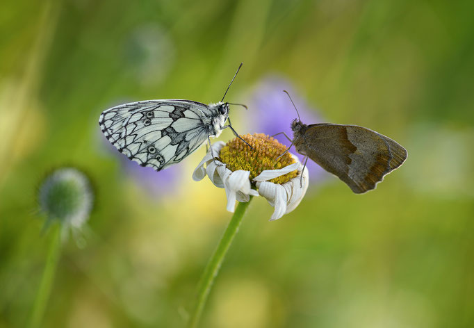 Schachbrettchen und kleiner Heufalter auf Margerite   Tobilafotografie   (Toni Bischof Ladir)