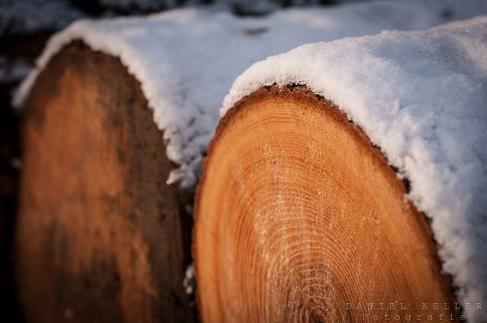 Holzstämme im Winter / Daniel Keller Fotografie