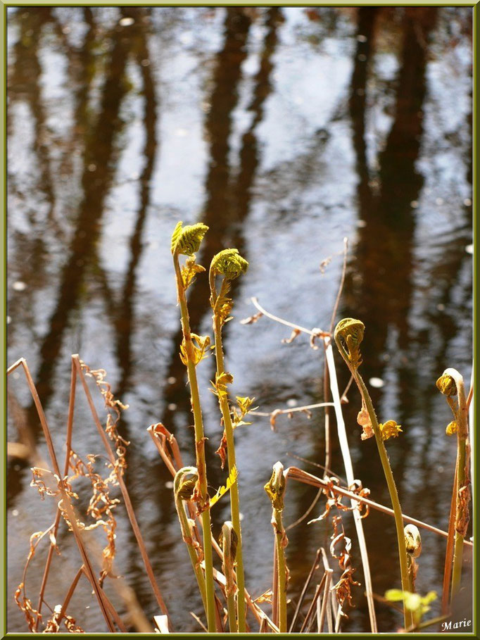 Fougères en pousse au bord du Canal des Landes au Parc de la Chêneraie à Gujan-Mestras (Bassin d'Arcachon)
