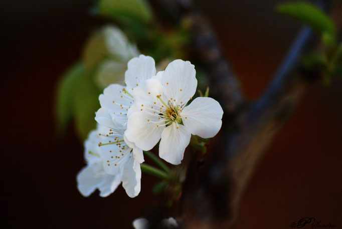 Fleurs de cerisier .. 07.04.11