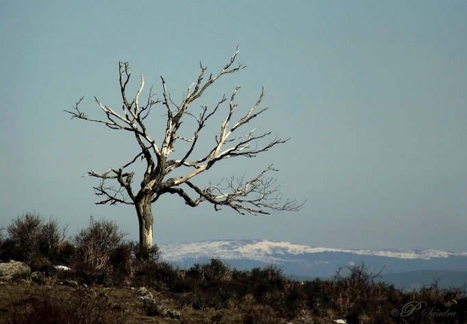 Auvergne ... St Hérent .. 01.03.12 