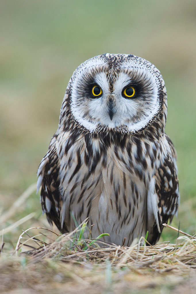 Seltene Tiere im Emsland - NABU Emsland-Mitte