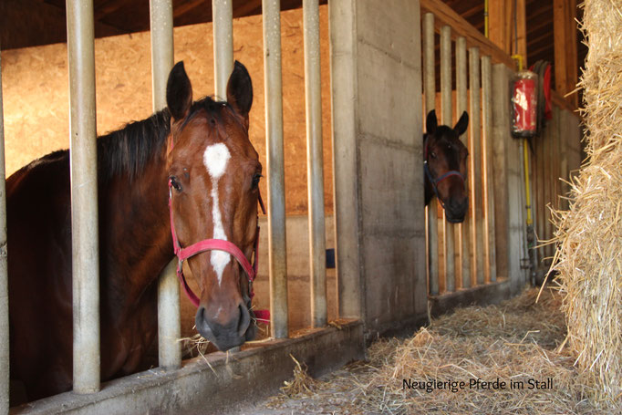 Neugierige Pferde im Stall
