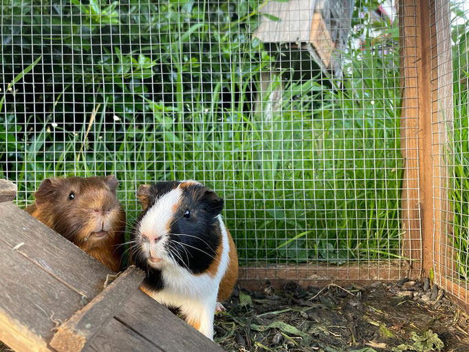 Unsere Meerschweinchen Julius und Mats