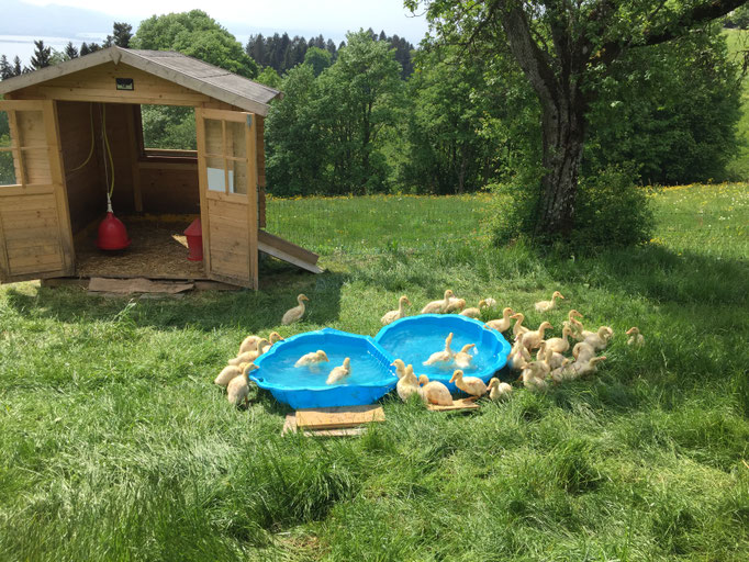 Unsere Enten genießen ihr frisches Bad