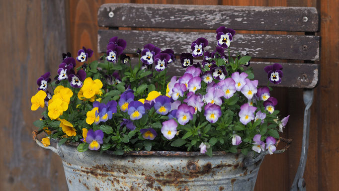 Blumendeko