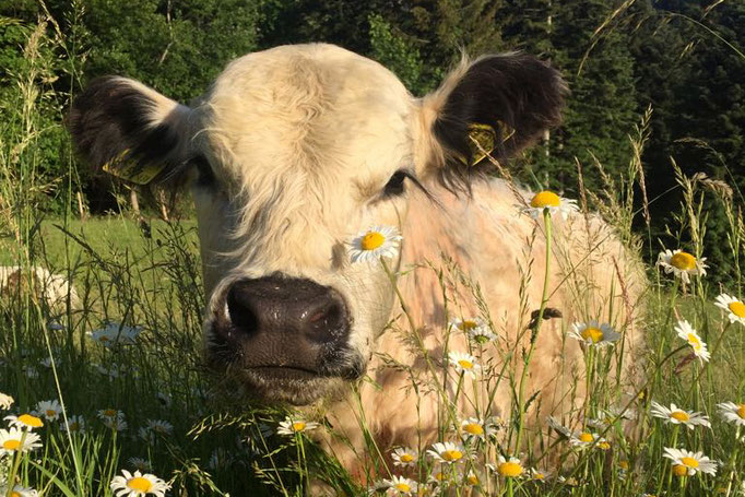 White-Galloway "Kuschel" genießt den Feierabend