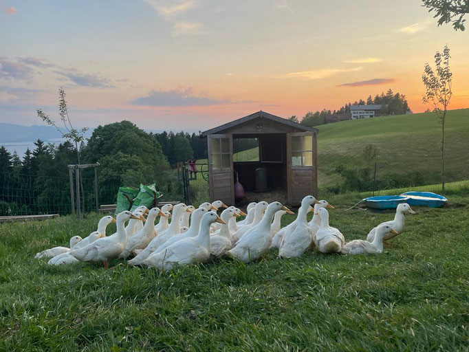 Unten über dem Bodensee: Foto: Erik Fichter