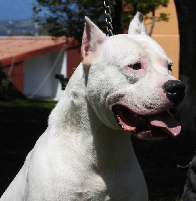 Venta de Dogos Argentinos en Costa Rica Criadero Angeles Blancos