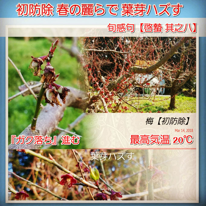 旬感句 【啓蟄 其之八】 『初防除 春の麗らで 葉芽ハズす』