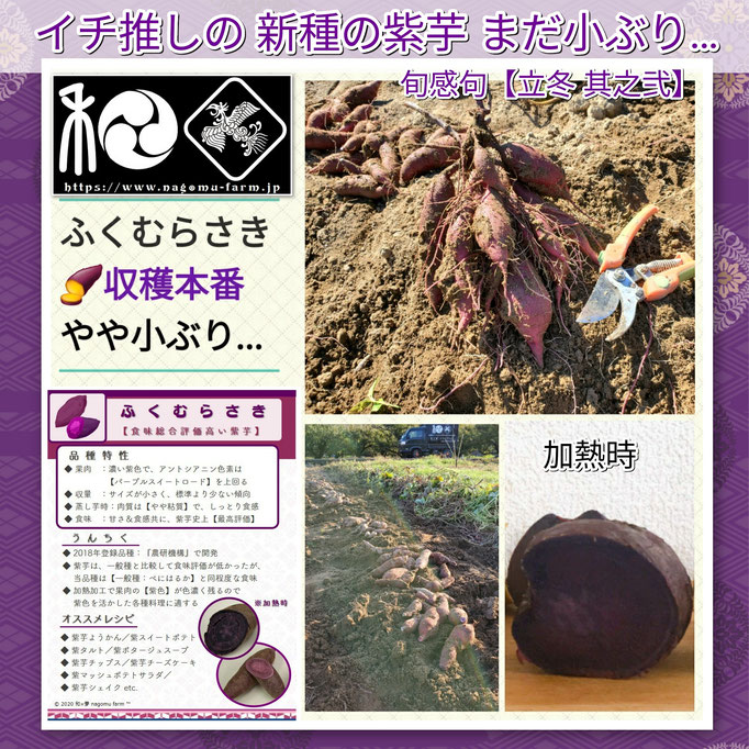 旬感句 【立冬 其之弐】 『イチ推しの 新種の紫芋 まだ小ぶり…』