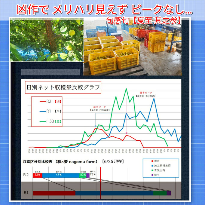 旬感句 【夏至 其之参】 『凶作で メリハリ見えず ピークなし…』