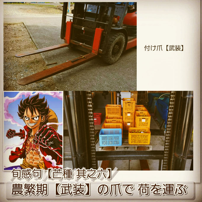 旬感句【芒種 其之六】 『農繁期 【武装】の爪で 荷を運ぶ』