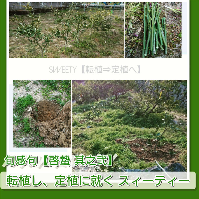 旬感句【啓蟄 其之弐】 『転植し、定植に就く スィーティー』