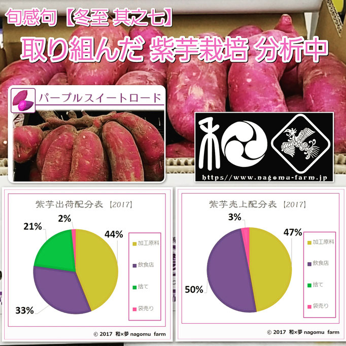 旬感句 【冬至 其之七】 『取り組んだ 紫芋栽培 分析中』