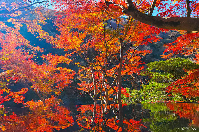 水鏡でシンメトリーの紅葉②（嵐山祐斎亭）